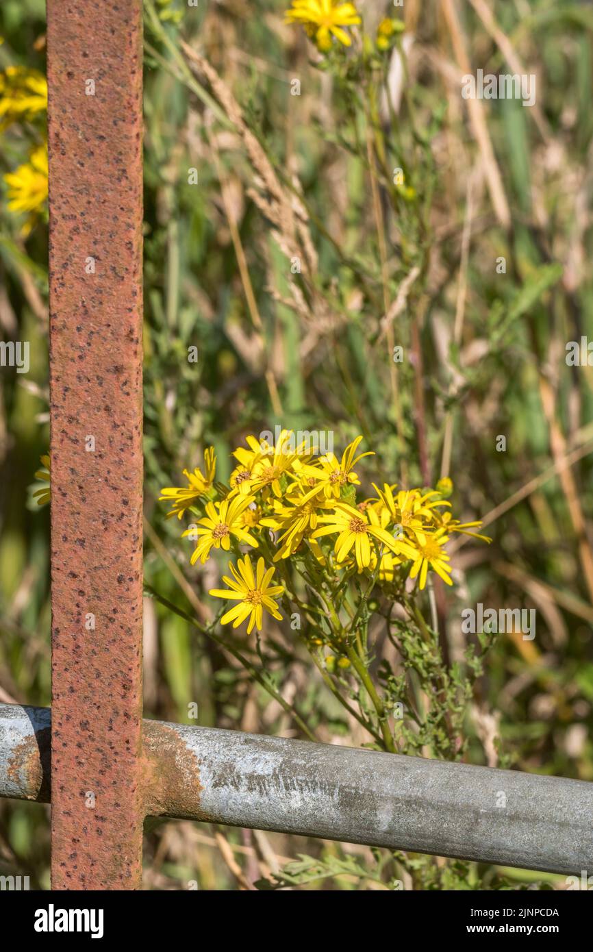 Gelbe Blütengruppe der Gemeinen Ragwurz / jacobaea vulgaris syn Senecio jacobaea der Familie der Asteraceae. Ein schädliches Agrarunkraut nach dem Unkraut-Gesetz. Stockfoto