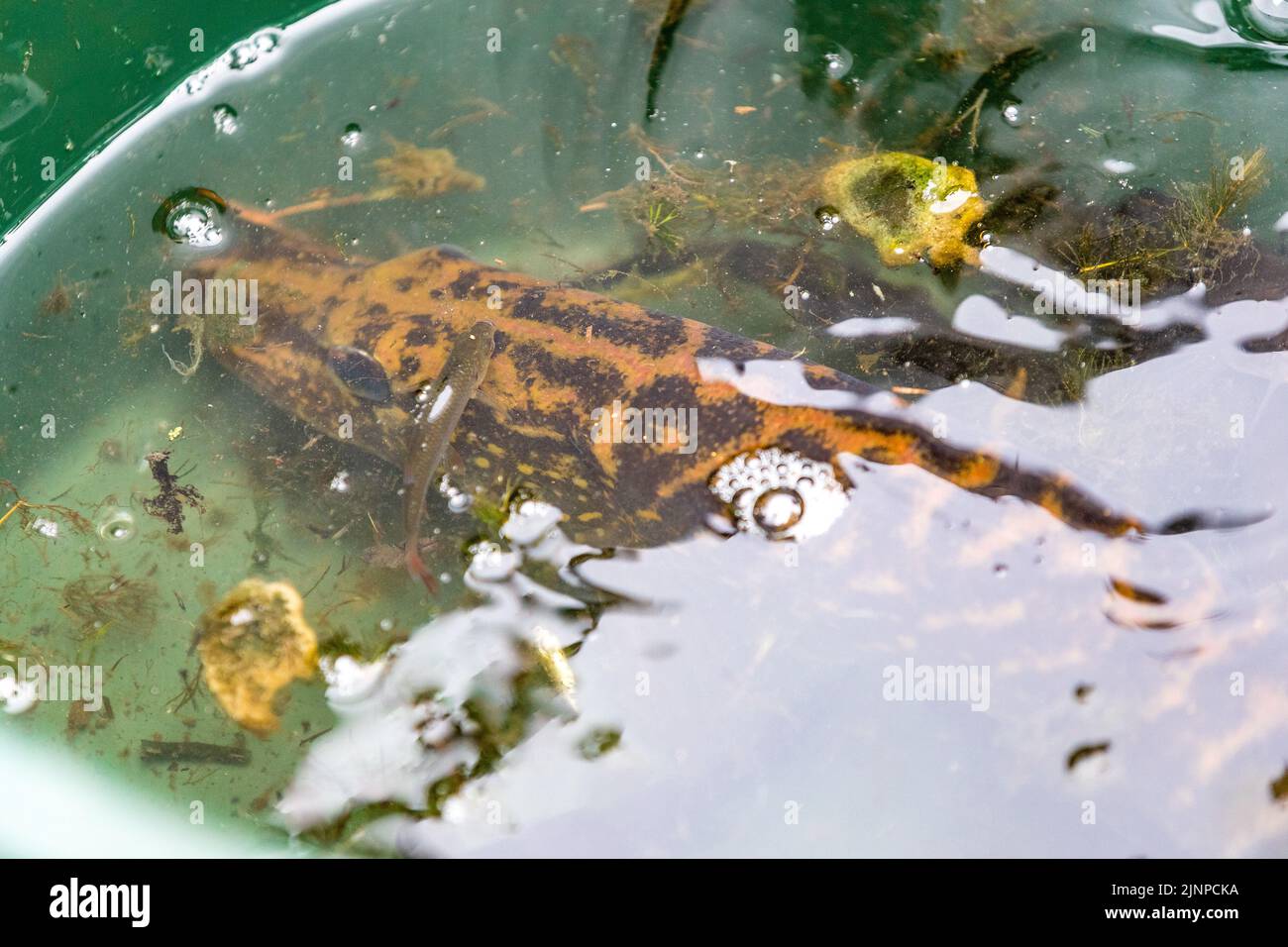 Senftenberg, Deutschland. 13. August 2022. Fische, die gerade durch