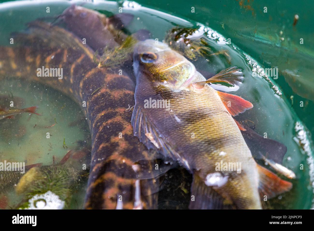 Senftenberg, Deutschland. 13. August 2022. Fische, die gerade durch