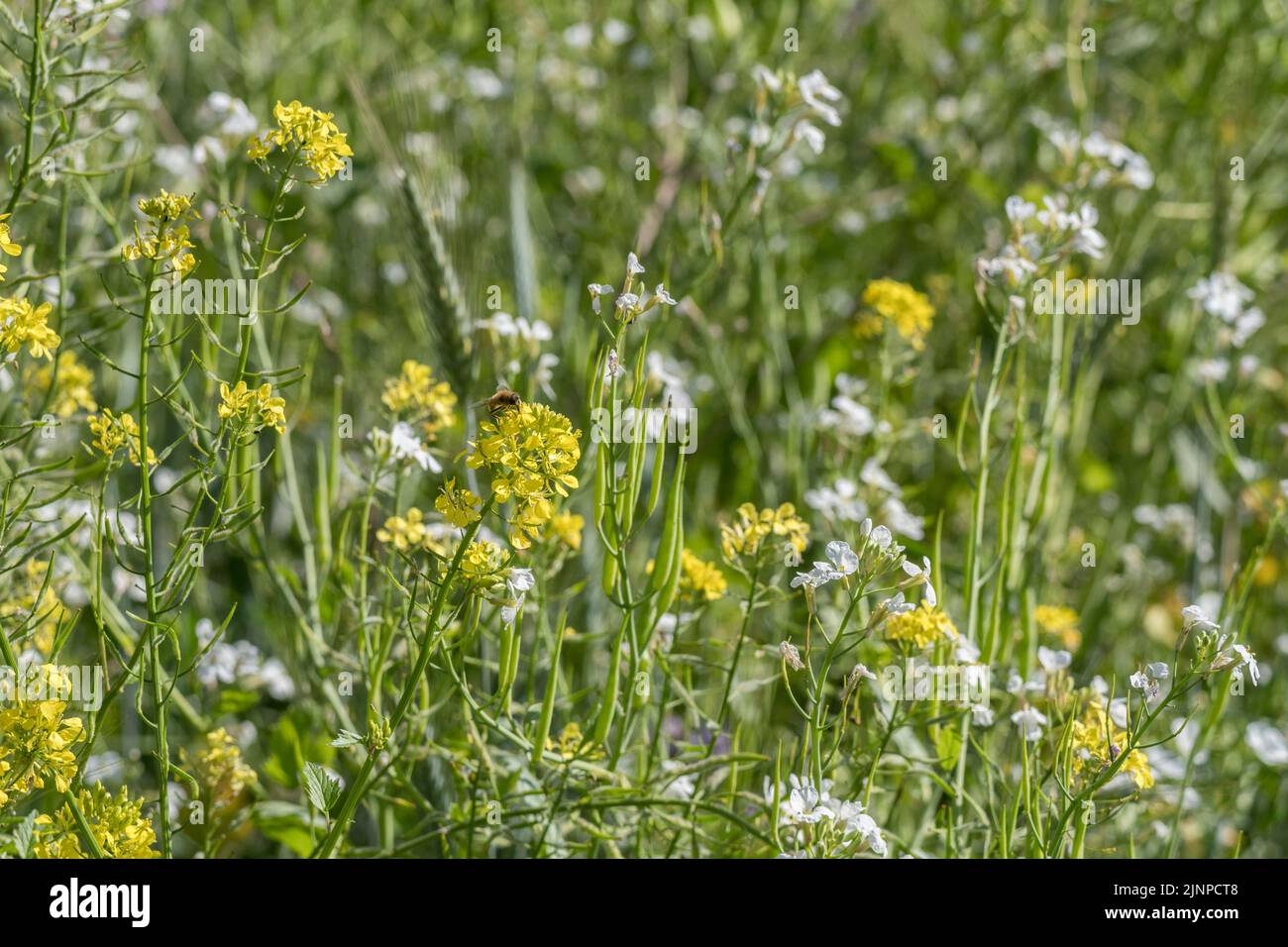 Gelbe und weiße Blüten von Brassicas (nicht identifiziert). Die Arten gehören hier zur Kreuzblütler-Familie, zu der auch Muster, Kohl, Radieschen und Raps gehören Stockfoto