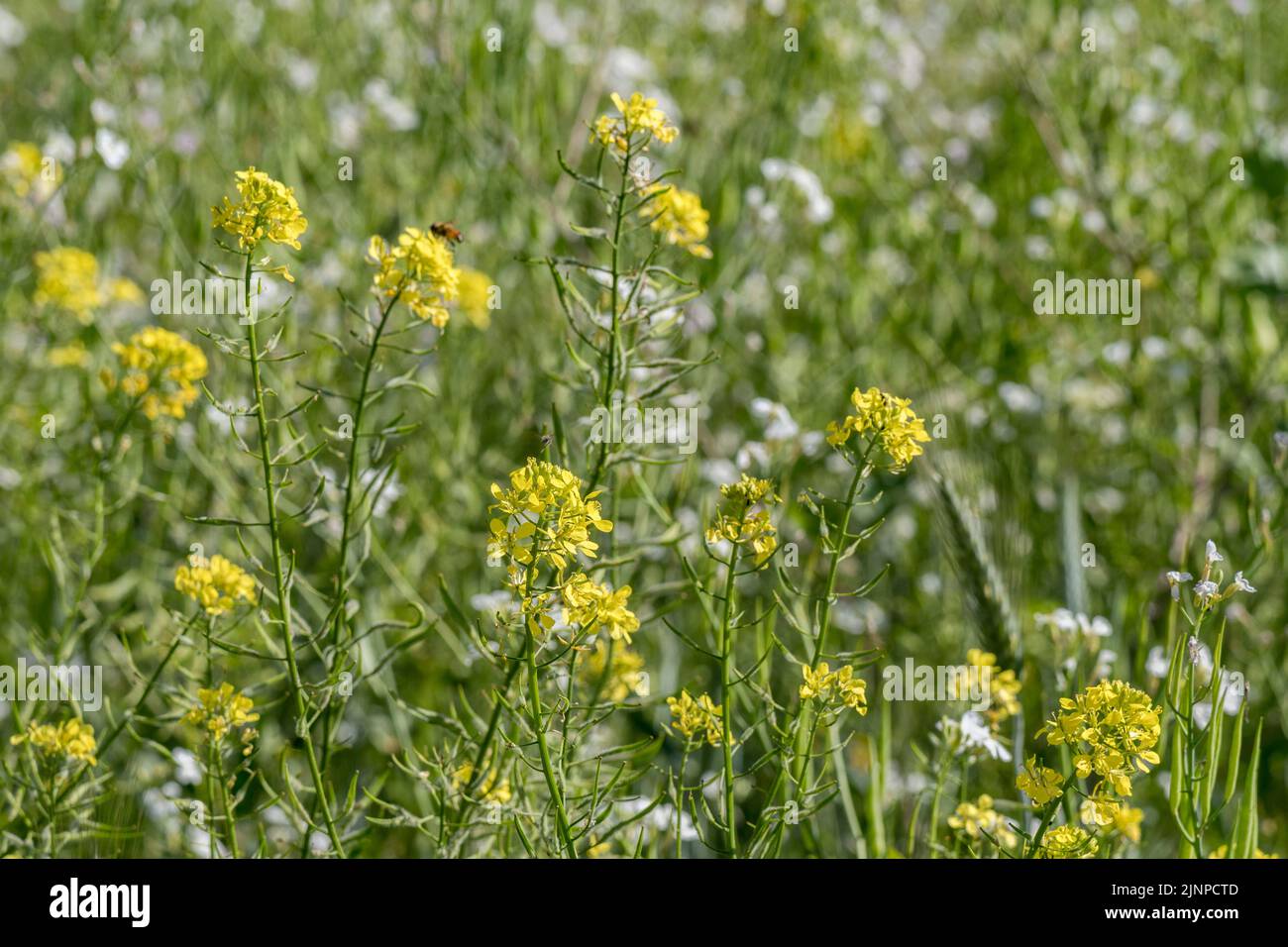 Gelbe und weiße Blüten von Brassicas (nicht identifiziert). Die Arten gehören hier zur Kreuzblütler-Familie, zu der auch Muster, Kohl, Radieschen und Raps gehören Stockfoto
