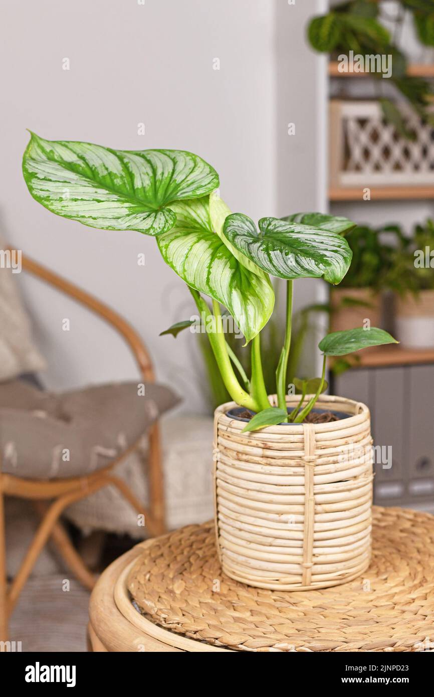 Tropische Zimmerpflanze „Philodendron Mamei“ mit silbernem Muster im Blumentopf mit Korb auf dem Tisch im Wohnzimmer im Boho-Stil Stockfoto