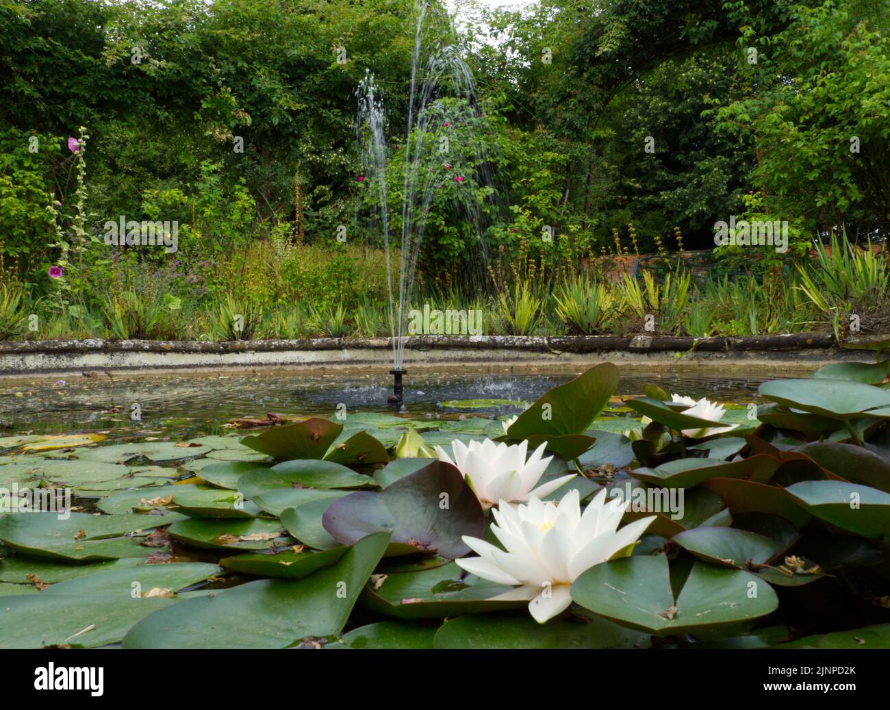 Teich mit Lilien im Vordergrund und Brunnen in Rousham Gardens Oxfordshire August 2022 Stockfoto
