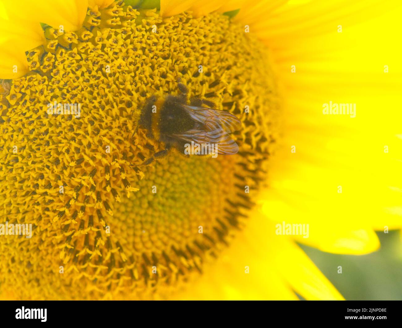 Sonnenblumenkopf mit Hummel August 2022 Stockfoto