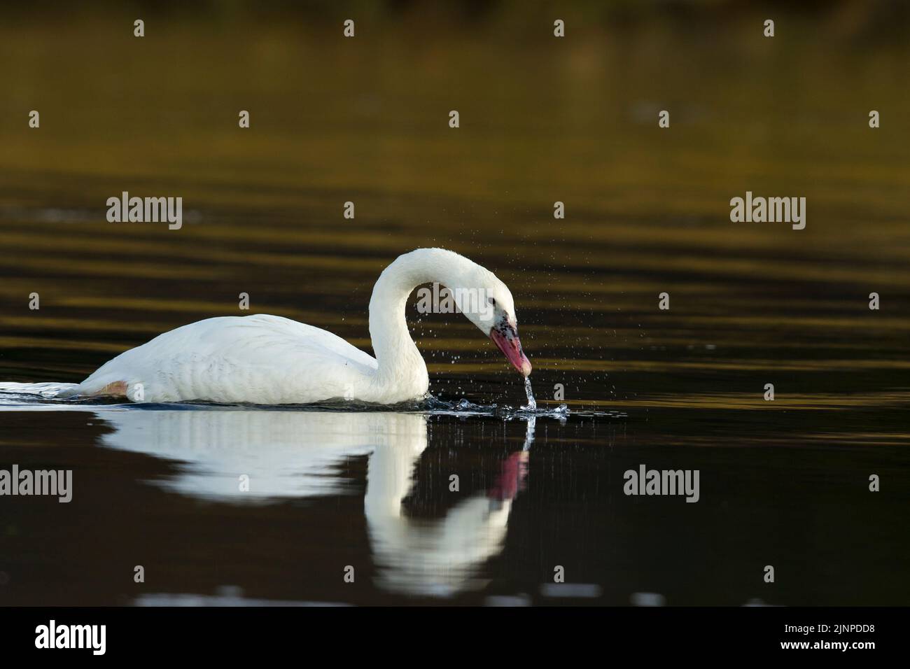 Trompeter Schwan (Cygnus buccinator), leukistisches Jungtier mit Spiegelung Stockfoto
