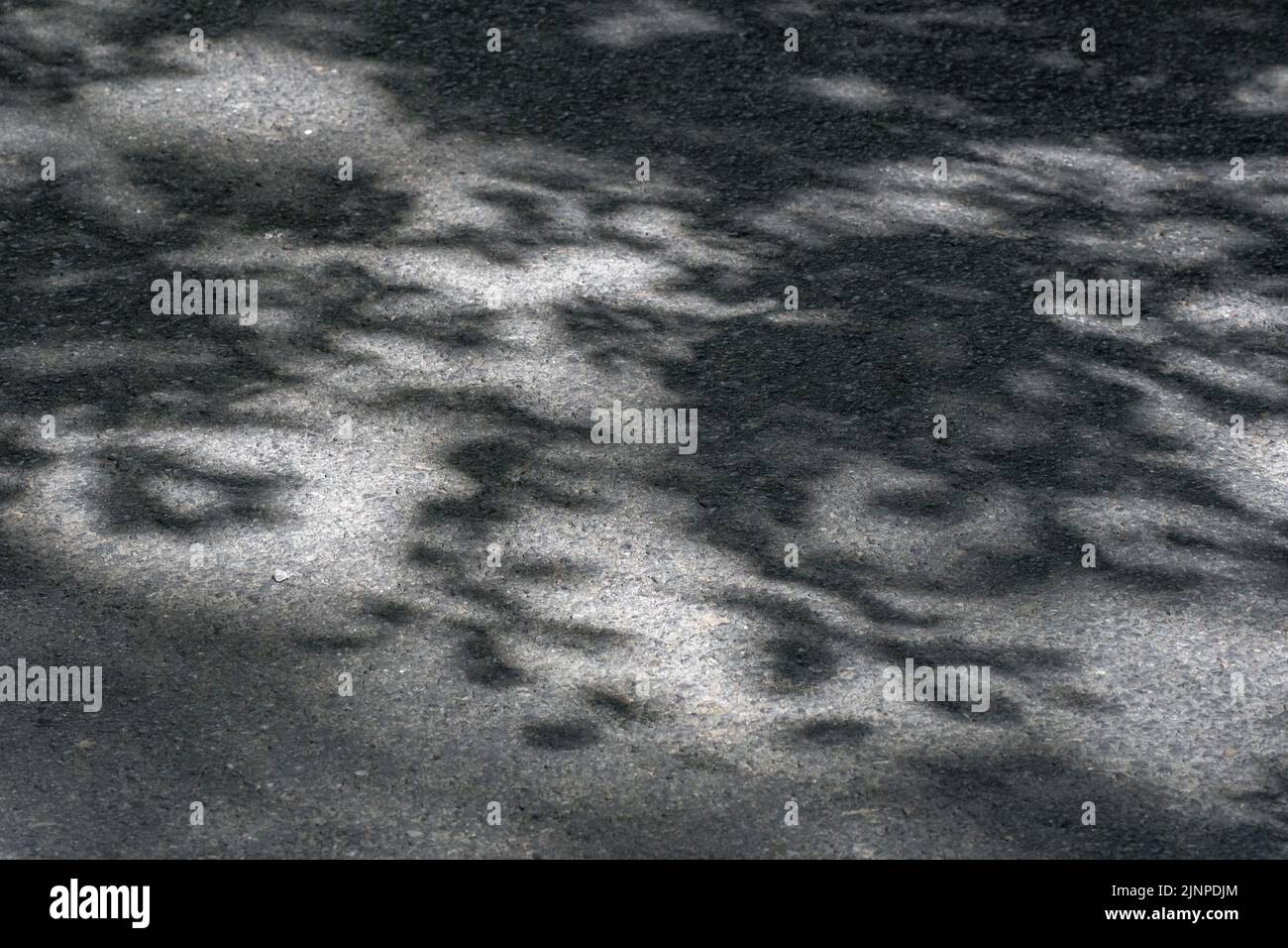 Fast monochromatisches Bild von Sonne überhängenden Blattschatten auf einer ländlichen kornischen Landstraße getuckt. Getupptes Licht Blätter, in den Schatten. Stockfoto