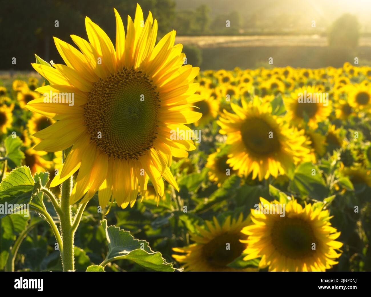 Eine Blume im Vordergrund in einem Feld von Sonnenblumen im Abendlicht