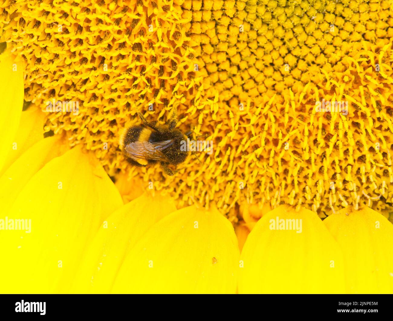 Sonnenblumenkopf mit Hummel August 2022 Stockfoto