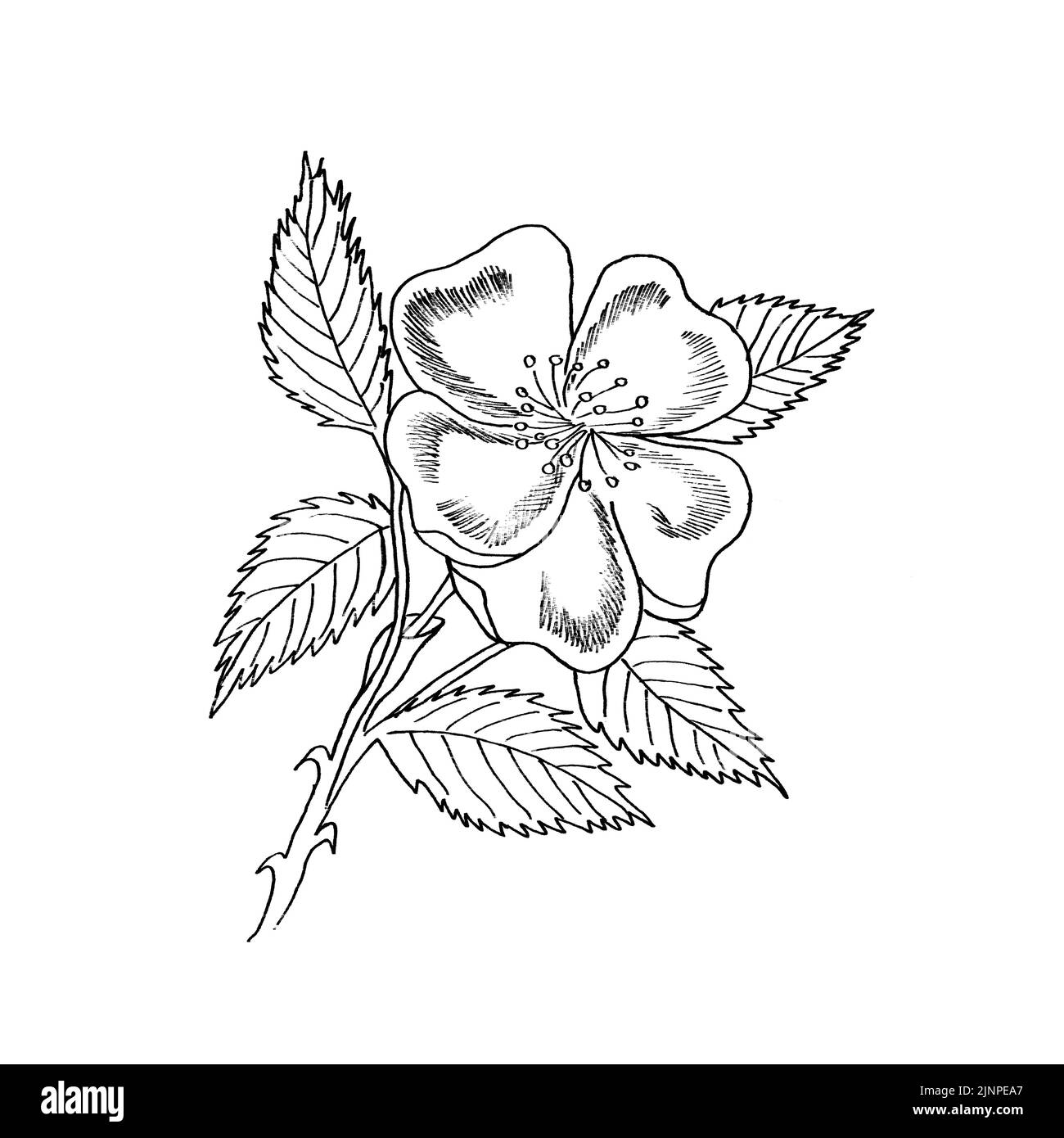 Grafische Zweig Og Eglantine Rose Blume mit Lastkellen auf weißem Hintergrund. Von Hand gezeichnete Schwarz-Weiß-Abbildung mit Umrissfarbe. Stockfoto