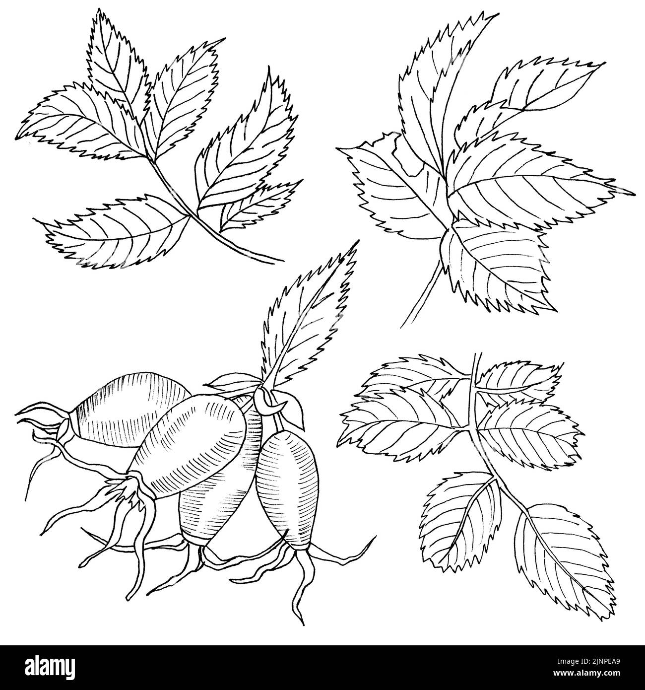 Grafische Zweig Og Eglantine Rose Blume mit Lastkellen auf weißem Hintergrund. Von Hand gezeichnete Schwarz-Weiß-Abbildung mit Umrissfarbe. Stockfoto