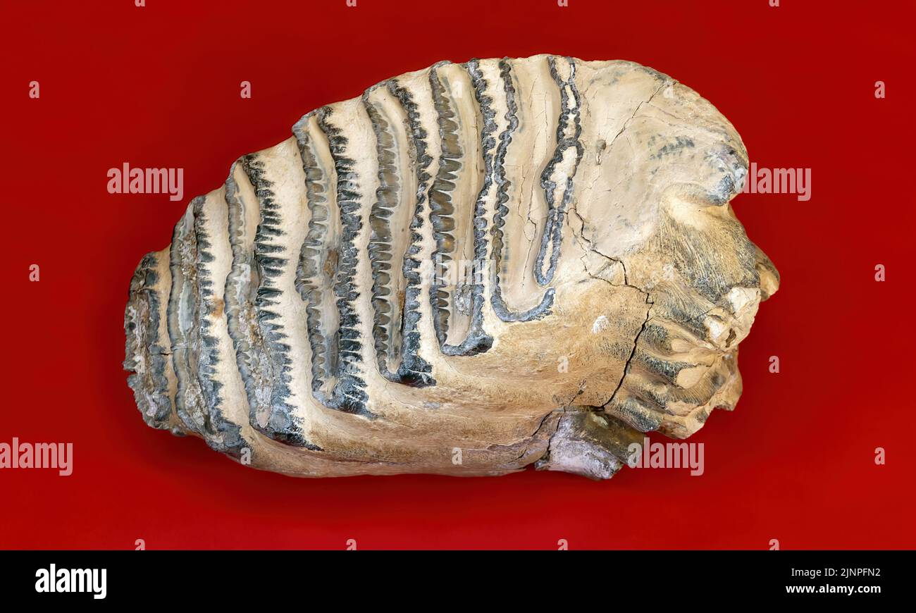Fossiler Mammutzahn aus Deutschland auf rotem Hintergrund. Stockfoto
