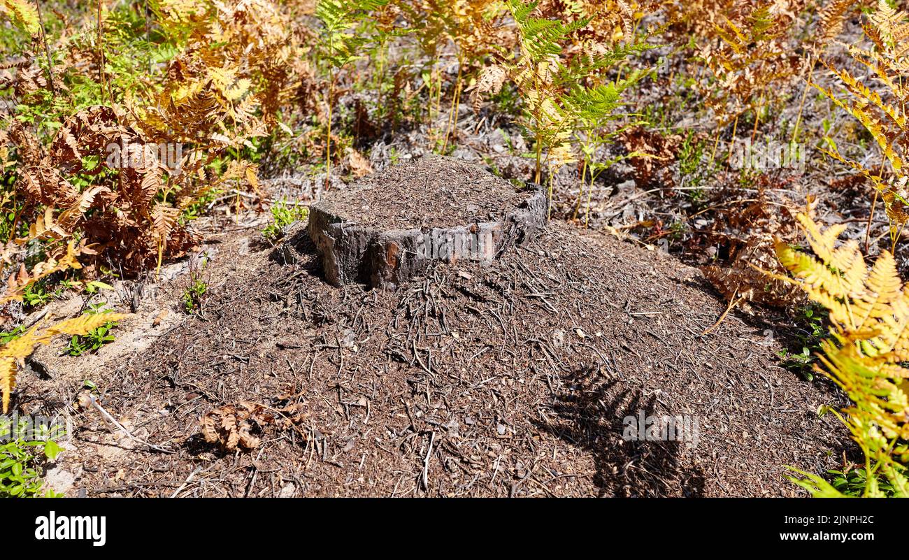 Ameisenhaufen im europäischen Wald. Ameisenhaufen mit Ameisenkolonie auf einem Stumpf Stockfoto