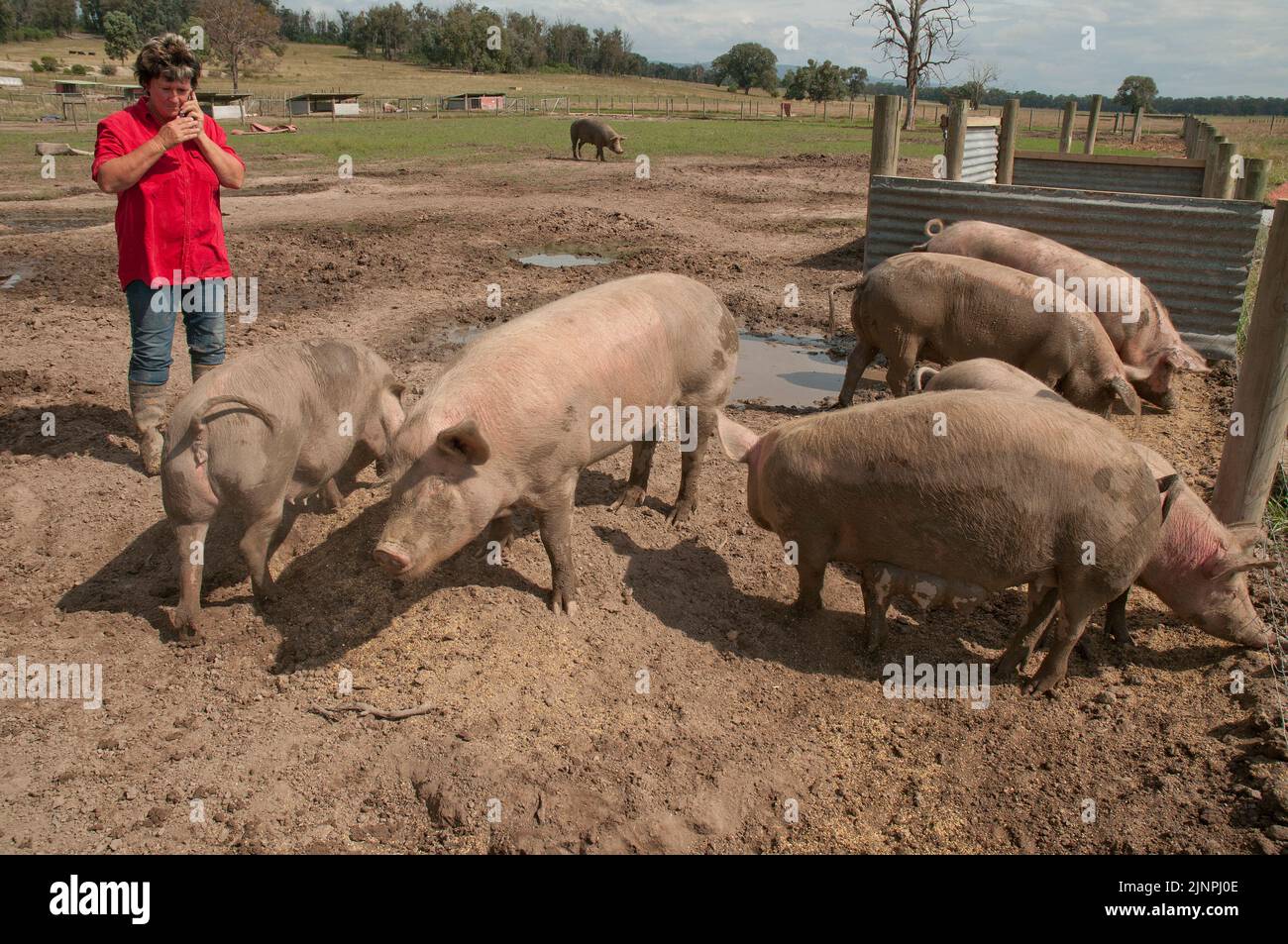 Sharon Shumski, Schweinebauerin mit einem Teil ihrer Bestände, Victoria, Australien Stockfoto