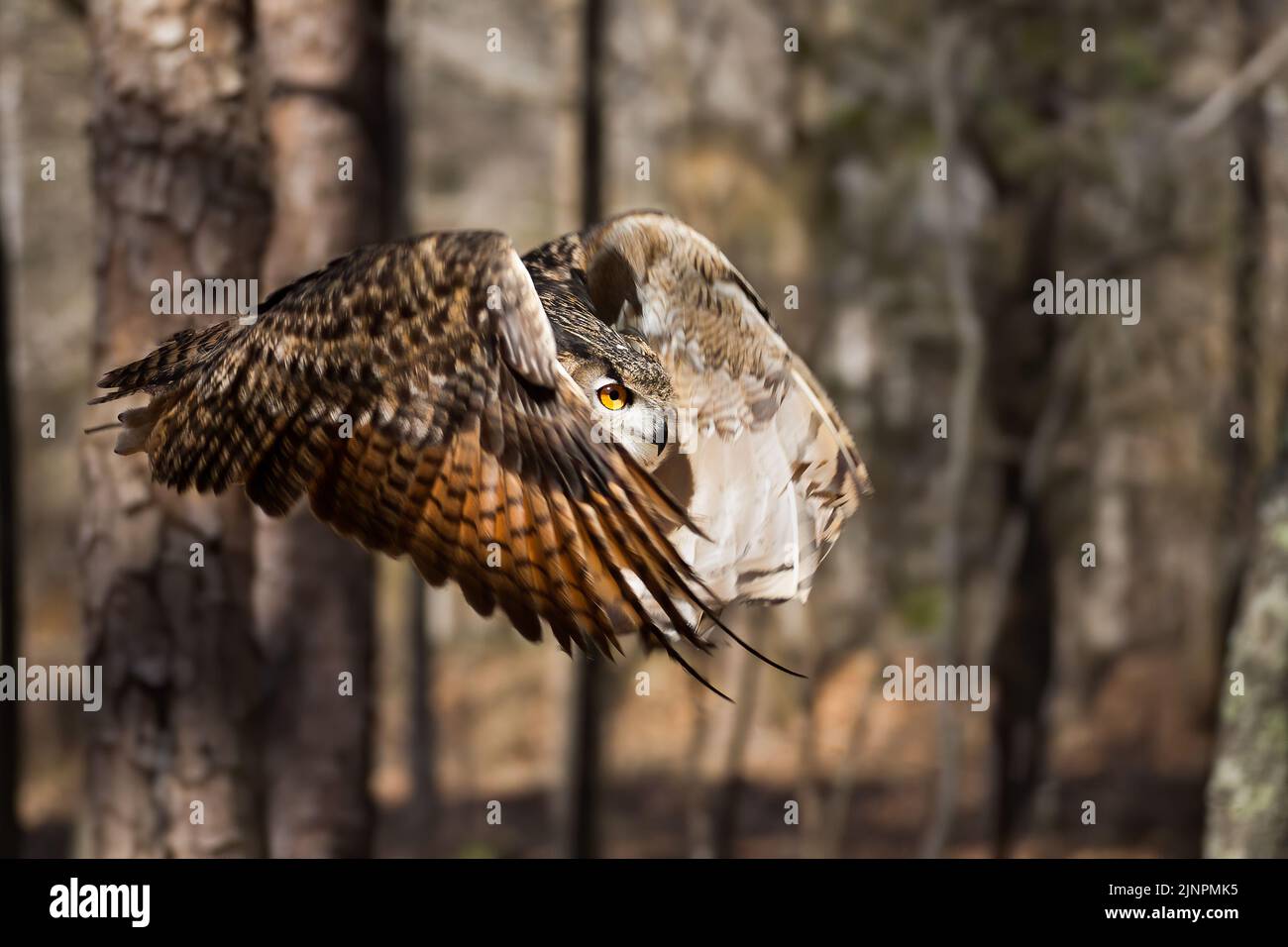 Eurasische Adlereule im Flug Stockfoto