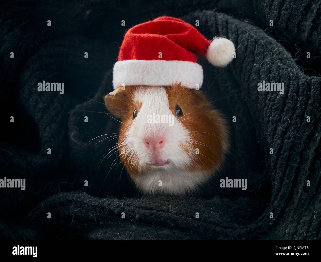 Meerschweinchen in einem Weihnachtsmannhut. Stockfoto