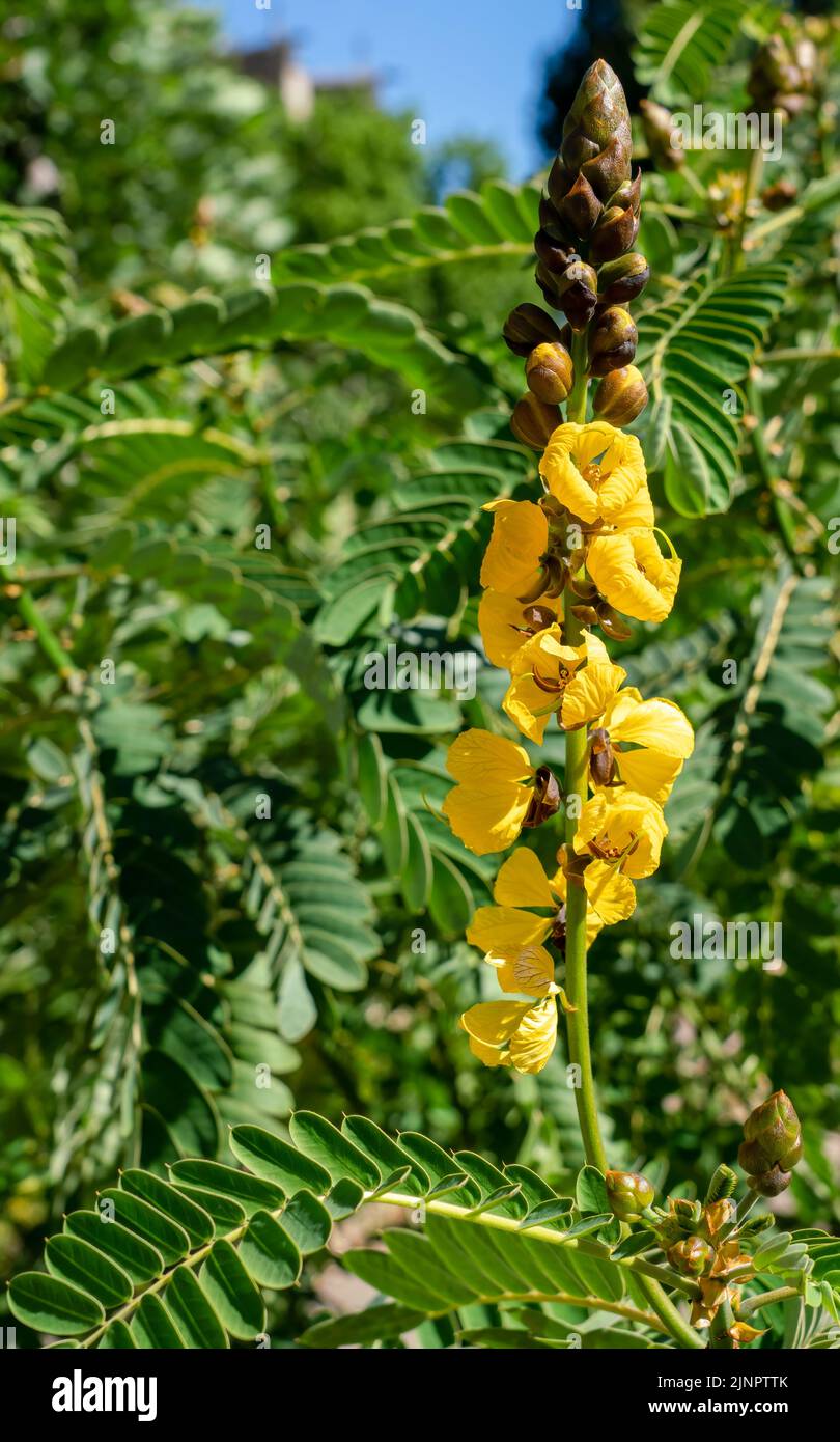 Senna didymobotrya auch bekannt als African senna, Popcorn senna, Candelabra Tree und Erdnussbutter Cassia Stockfoto