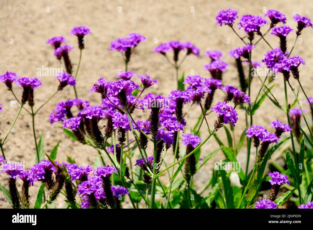 Verbena rigida 'Santos', Blaue Blumen Stockfoto