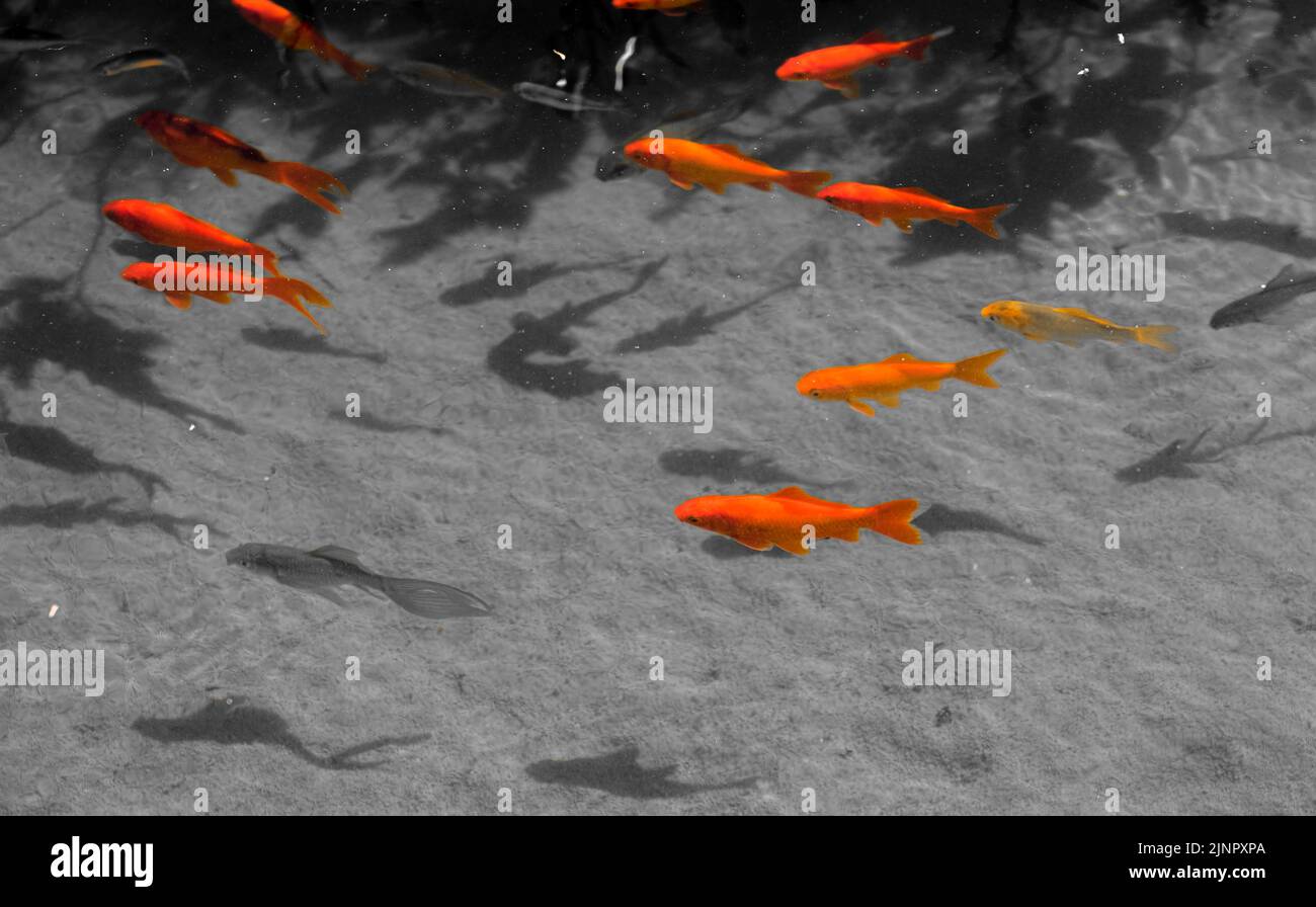 Nahaufnahme mehrerer goldoranger Koi-Karpfen (Cyprinus rubrofuscus) Stockfoto
