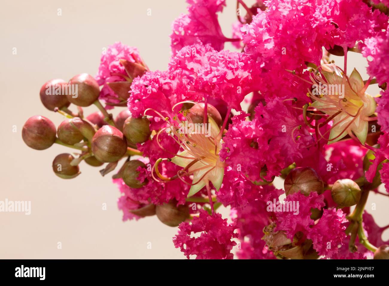 Blühender Strauch, Lagerstroemia indica, Rote Crepe Myrte, Blühend, Crapemyrtle, Rosa Blume Stockfoto
