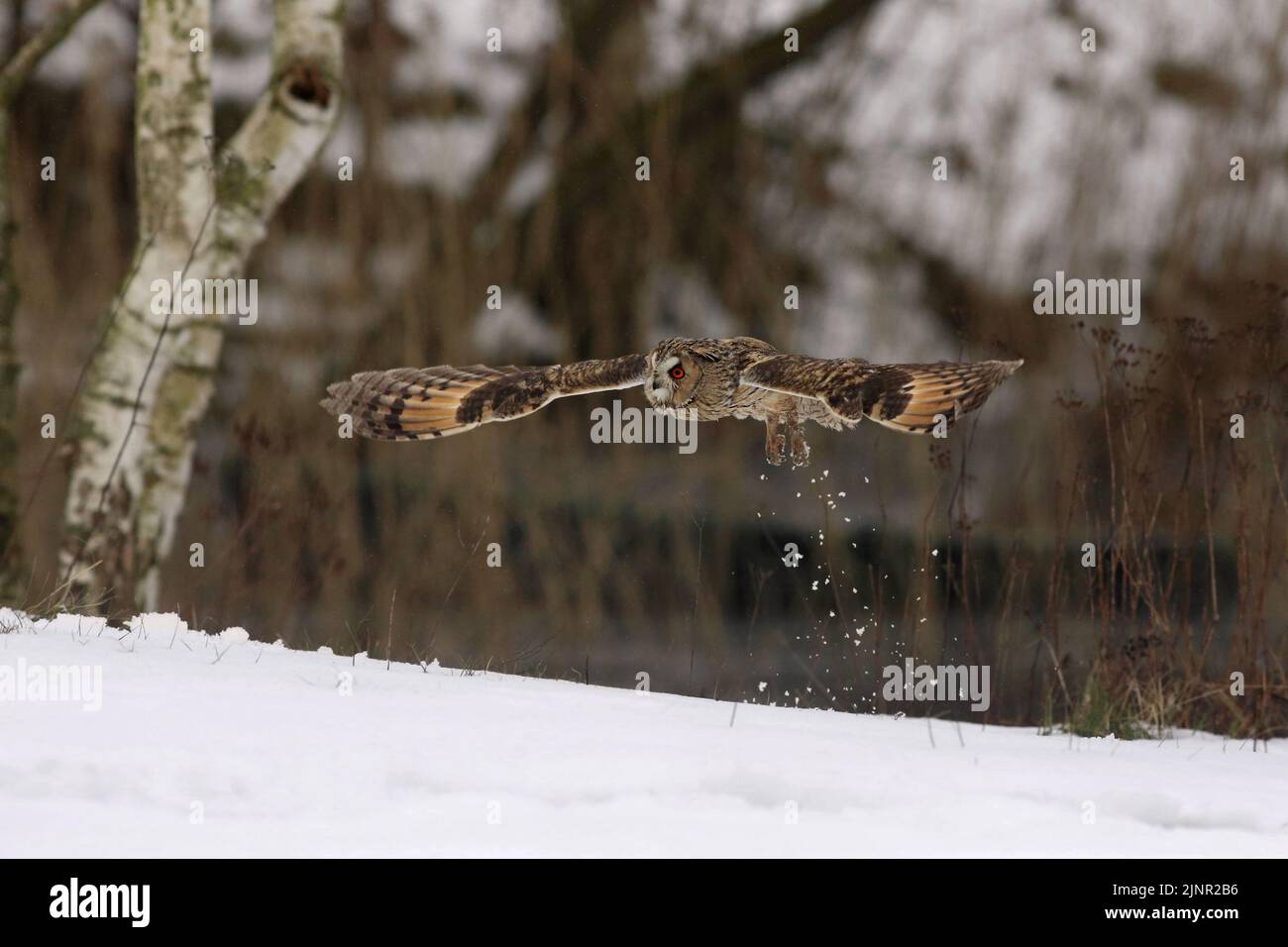Die Langohreule (ASIO otus) ist eine mittelgroße Eulenart. Es hat leuchtend orange rote Augen und jagt in der Dämmerung und in der Nacht. Stockfoto