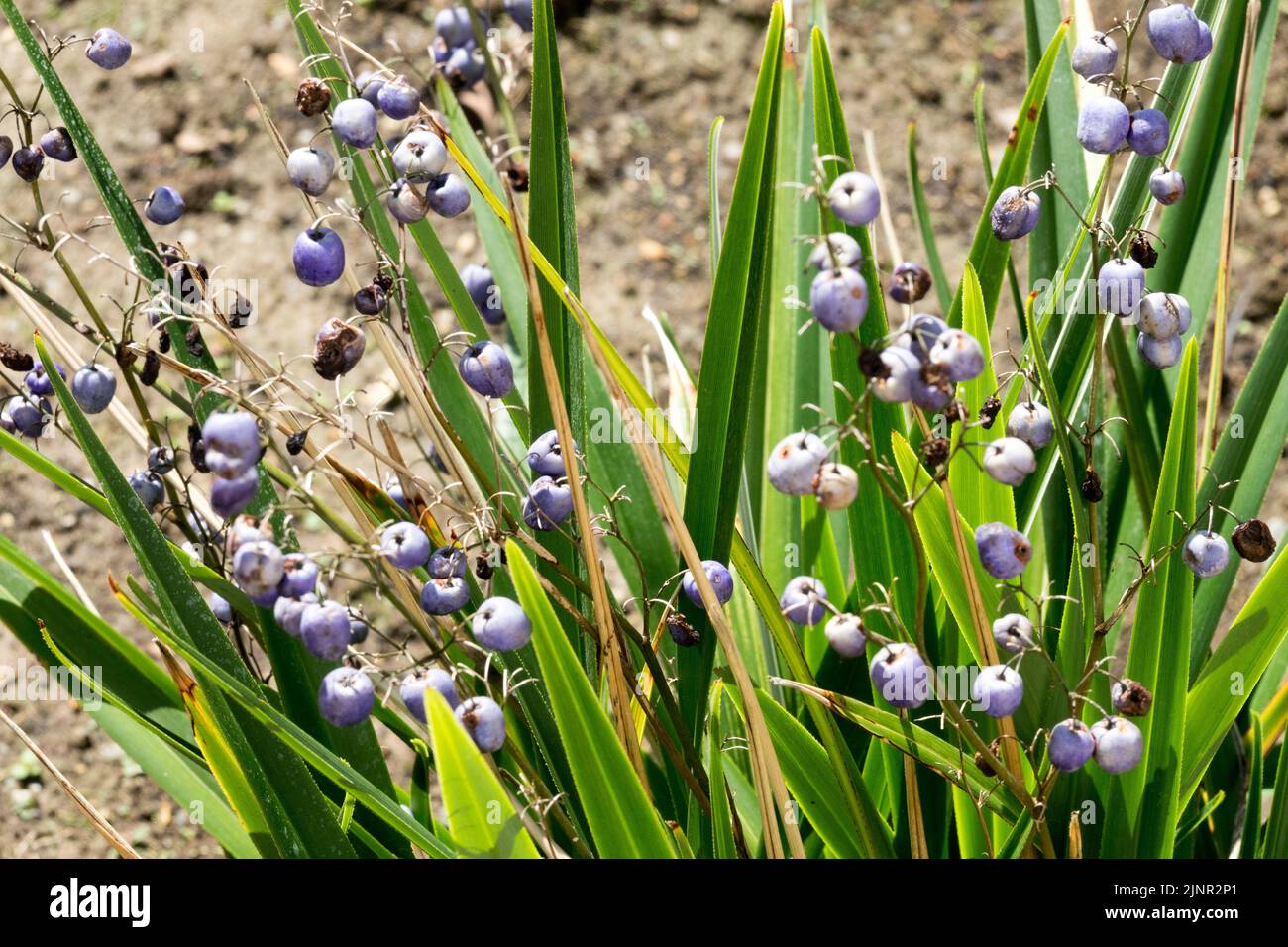 Dianella tasmanica, Tasmanische Flachslilie, Beeren, giftig, Samen, Blau, Früchte Stockfoto