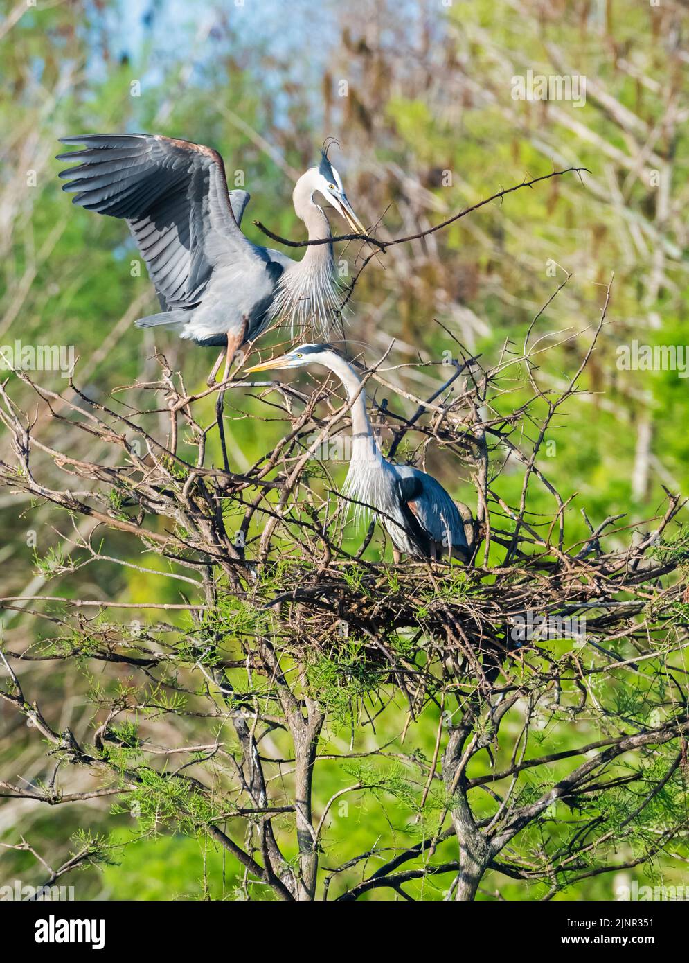 Blaureiher (Ardea herodias). Green Cay Wetlands, Palm Beach County, Florida. Stockfoto