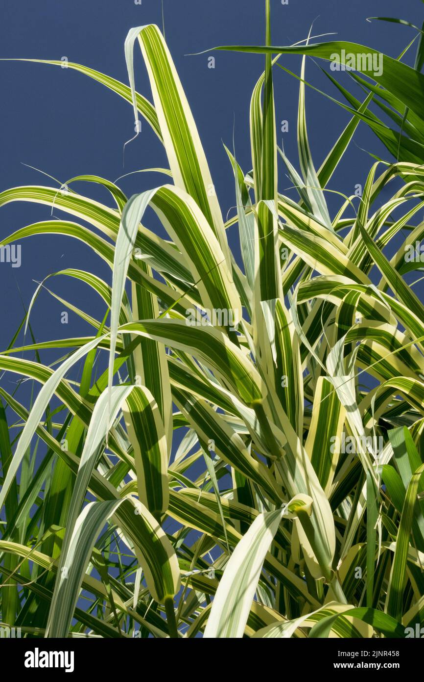 Gestreiftes Schilfrohr, Arundo donax Variegata, hohe Pflanze Stockfoto