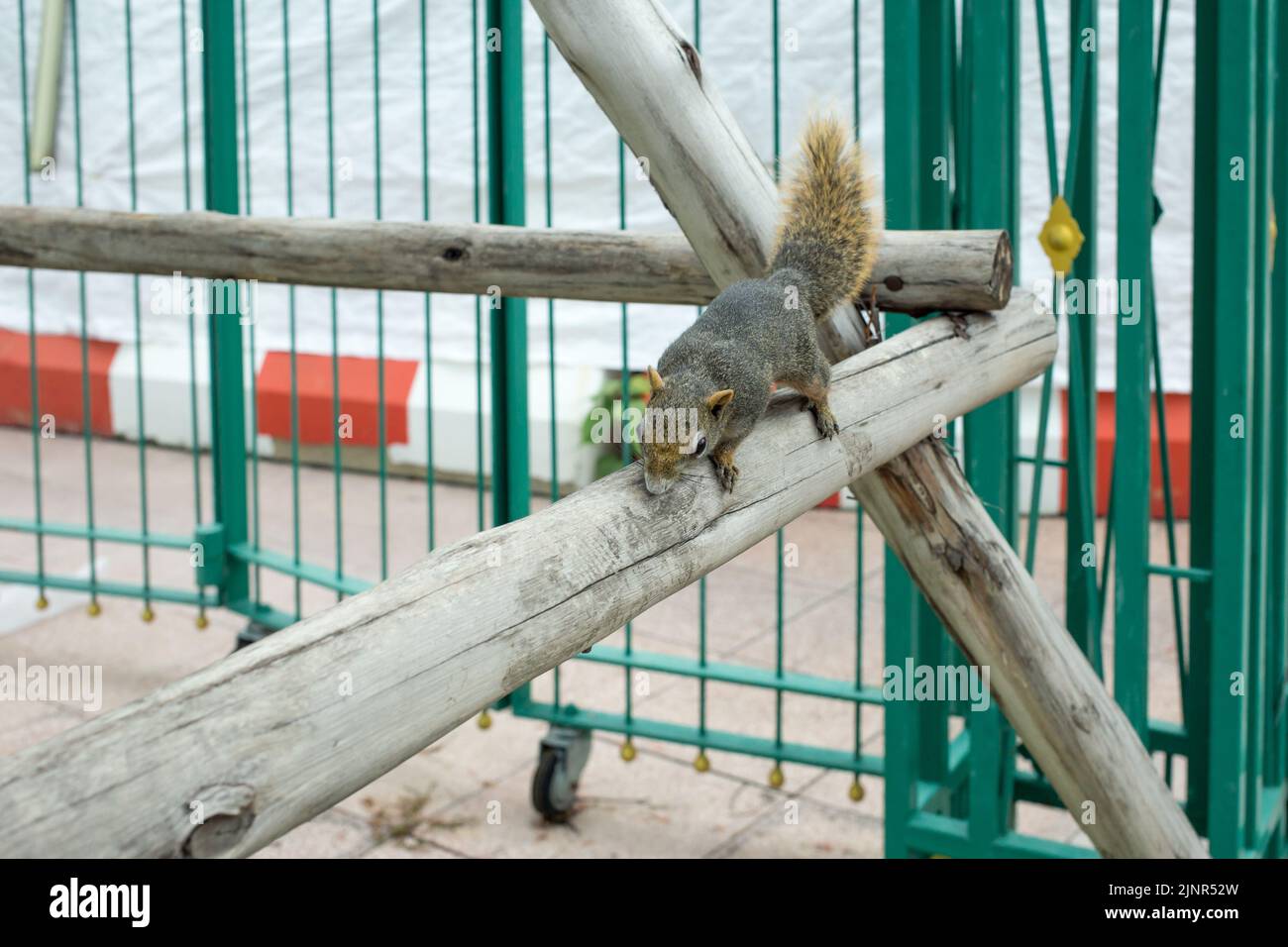 Porträt eines lustigen pelzigen Eichhörnchens auf einem Baum sitzend, Fokus selektiv. Stockfoto