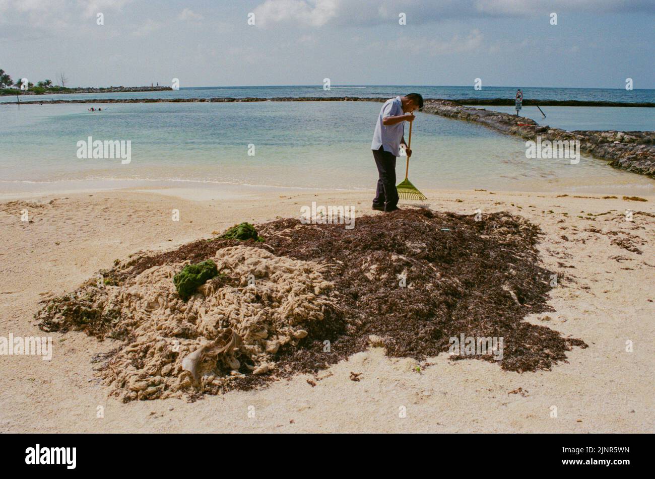 Ein Mann am Strand reinigt im August 2022 große Mengen von Sargassum-Algen in Puerto Aventuras Quintana Roo, Mexiko. Stockfoto