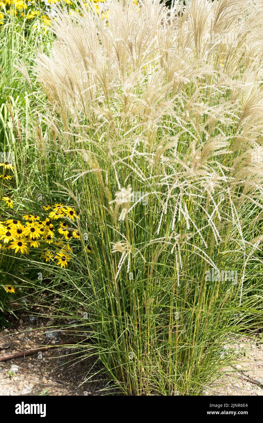 Miscanthus, Hardy, Mehrjährig, Pflanze, Garten, Miscanthus sinensis „Werner Neufliess“ Stockfoto