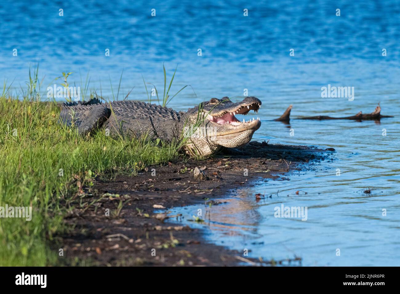 Amerikanischer Alligator (A. mississippiensis). Myakka River State Park, Florida. Stockfoto