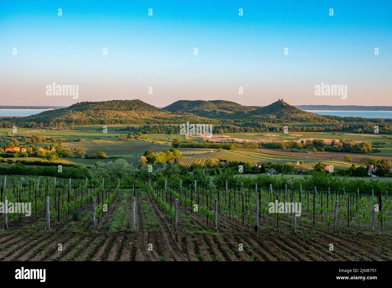 Weinberge und der Badacsony Berg mit Plattensee bei Sonnenuntergang in Ungarn Stockfoto