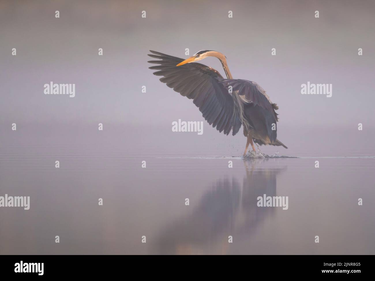 Blaureiher (Ardea herodias). Die Sonne geht an einem nebligen Morgen im Myakka River State Park, Florida, auf. Stockfoto