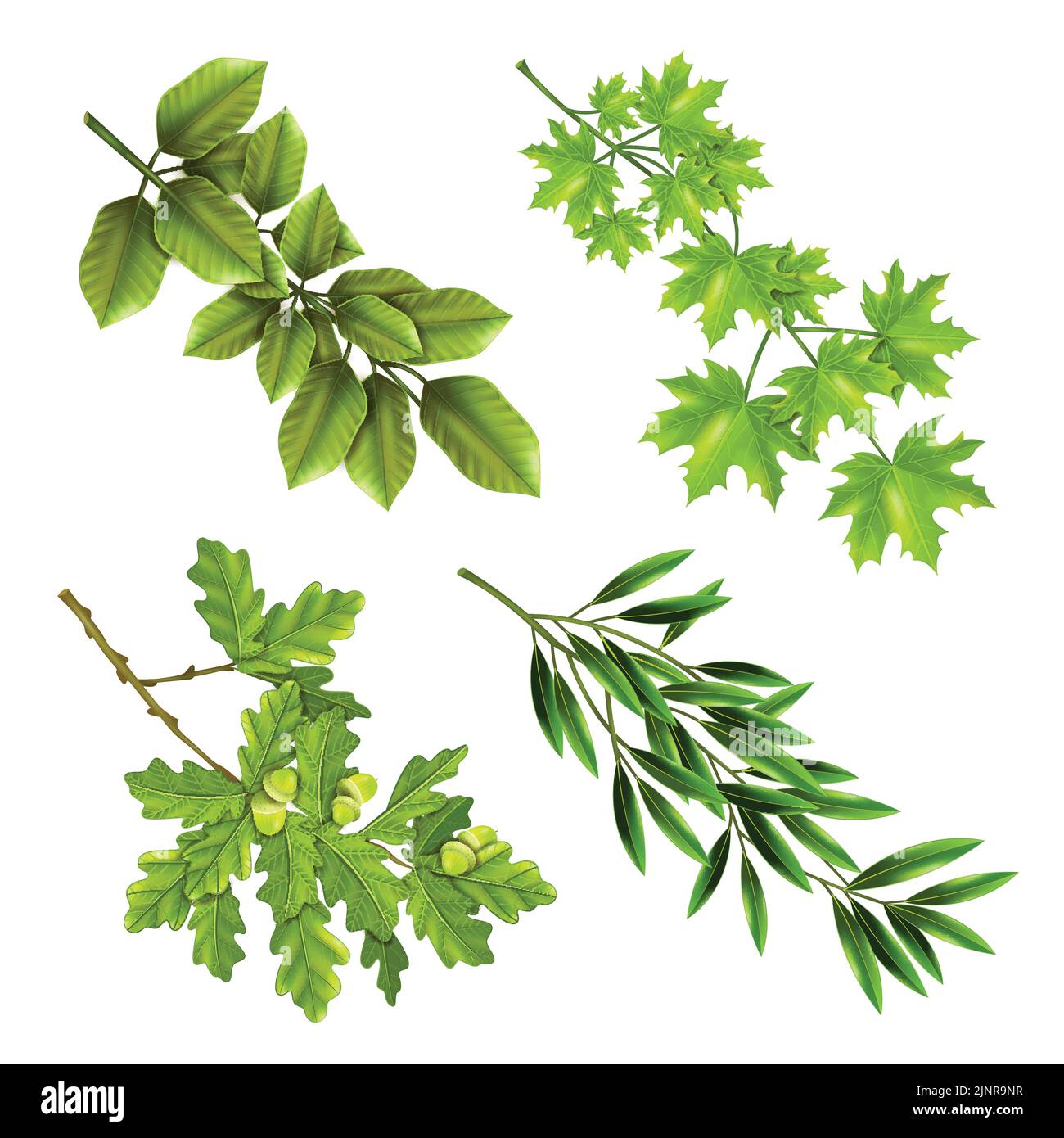 Realistische Sammlung von grünen Ästen von Laubbäumen mit Eiche Ahorn olive Blätter isoliert Vektor-Illustration Stock Vektor