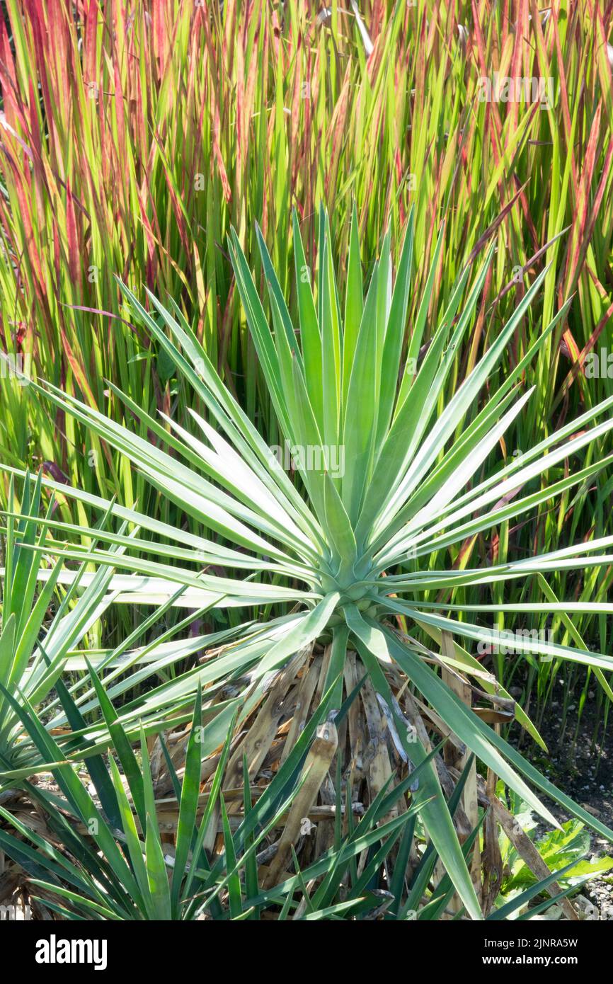 Spanischer Dolch, Yucca aloifolia und Imperata cylindrica 'Red Baron' Hintergrund Stockfoto