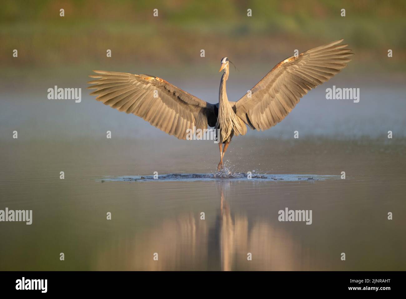 Ein Blaureiher (Ardea herodias), der im Myakka River landet, während die Sonne den frühen Morgennebel verbrennt. Myakka River State Park, Florida. Stockfoto