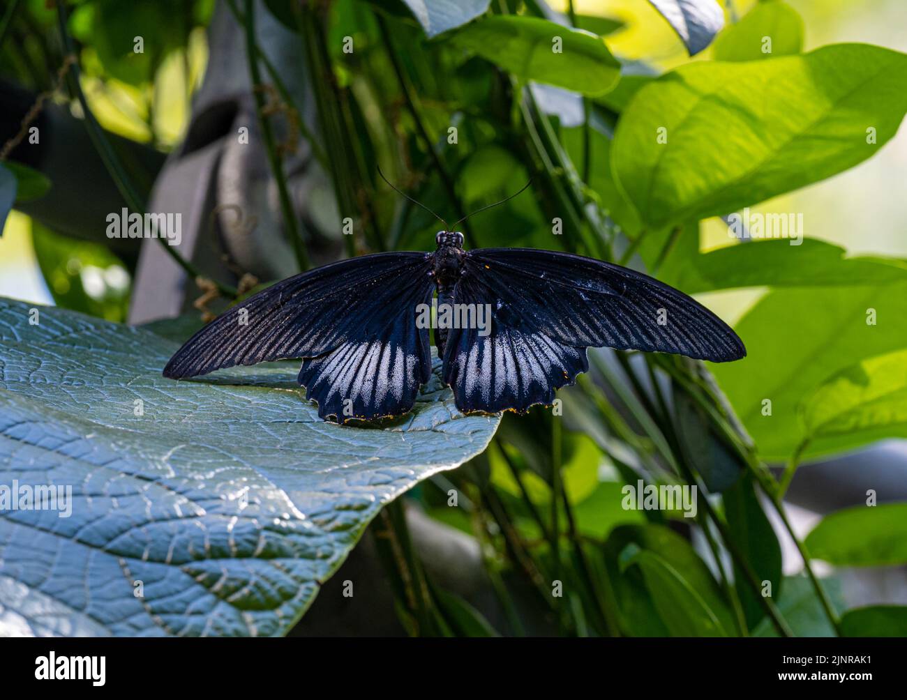 Scharlachroter Schwalbenschwanz oder Scarlet Mormon Schmetterling (Papilio Rumanzovia) auf Blatt Stockfoto