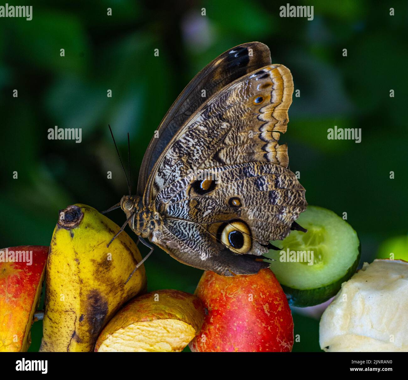 Morpho peleides, auch bekannt als Peleides blue morfo oder gemeiner morpho, ist ein tropischer Schmetterling. Stockfoto