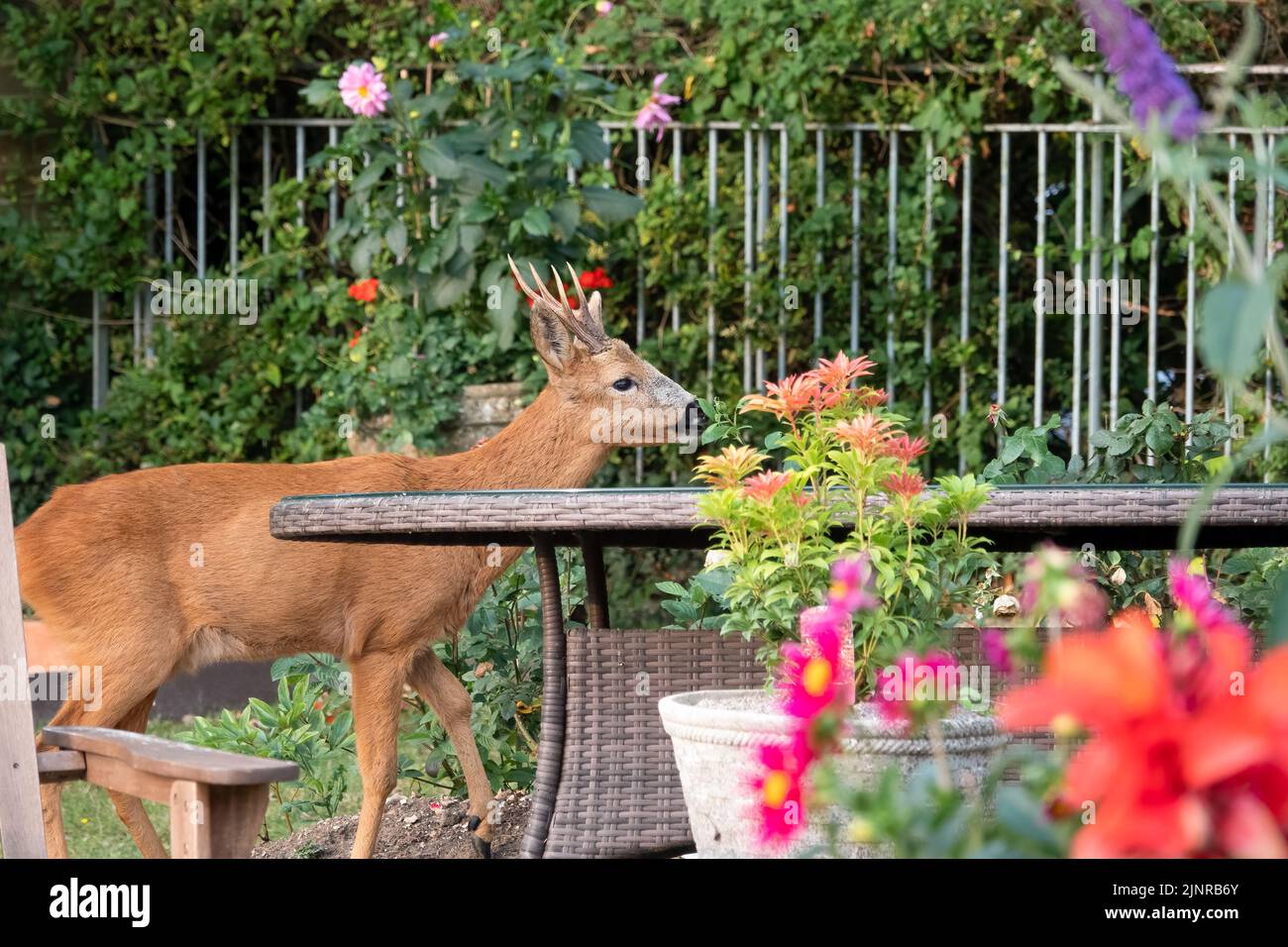Detailreiche Nahaufnahme eines wilden Rehbock (Capreolus capreolus), der Gartenrosen in einem heimischen Garten frisst Stockfoto