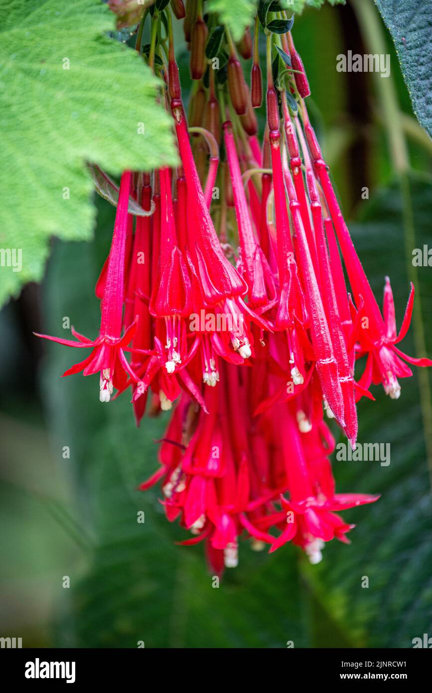 Rote Blüten von Fuschia Boliviana im Tropenwald Bélouve auf der Insel Réunion, Frankreich Stockfoto
