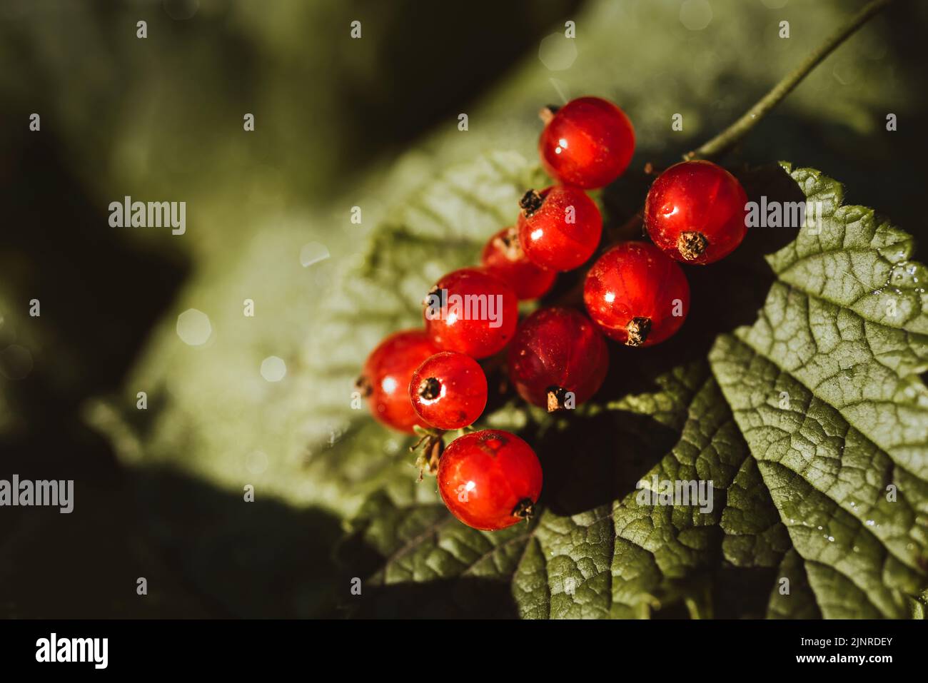 Ein paar rote Johannisbeeren auf einem grünen Hintergrund aus Laub, Landschießen Stockfoto