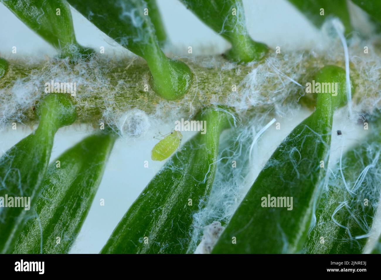 Blattläuse auf Tannenzweig, wachsartige Sekrete, Schädling von Nadelbäumen. Stockfoto