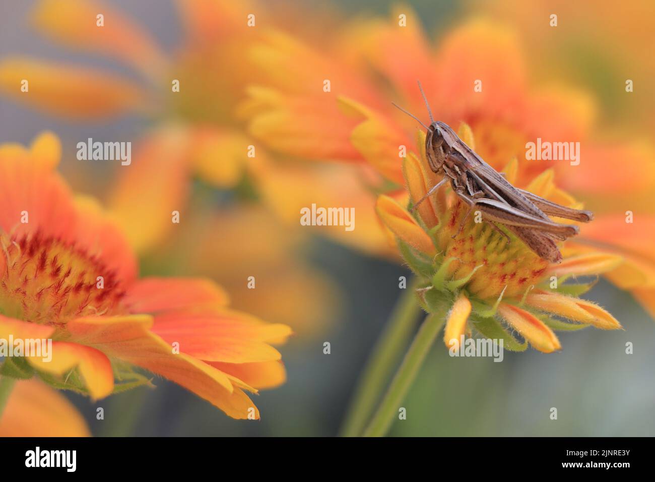 Calliptamus italicus auf der blühenden Blume Gaillardia Mesa Peach Stockfoto