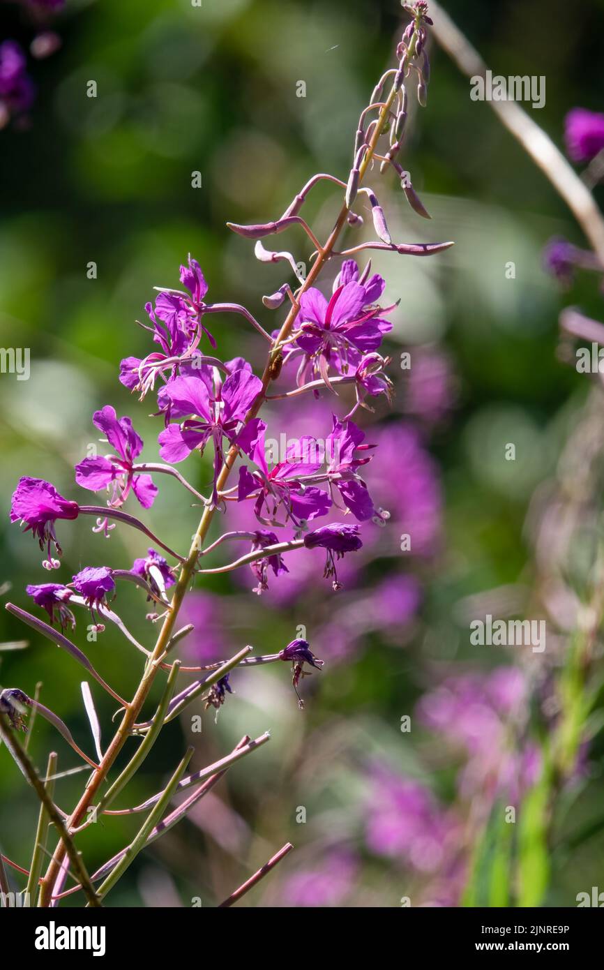 Detaillierte Nahaufnahme der schönen violetten Loosestrife (Lythrum salicaria) Stockfoto