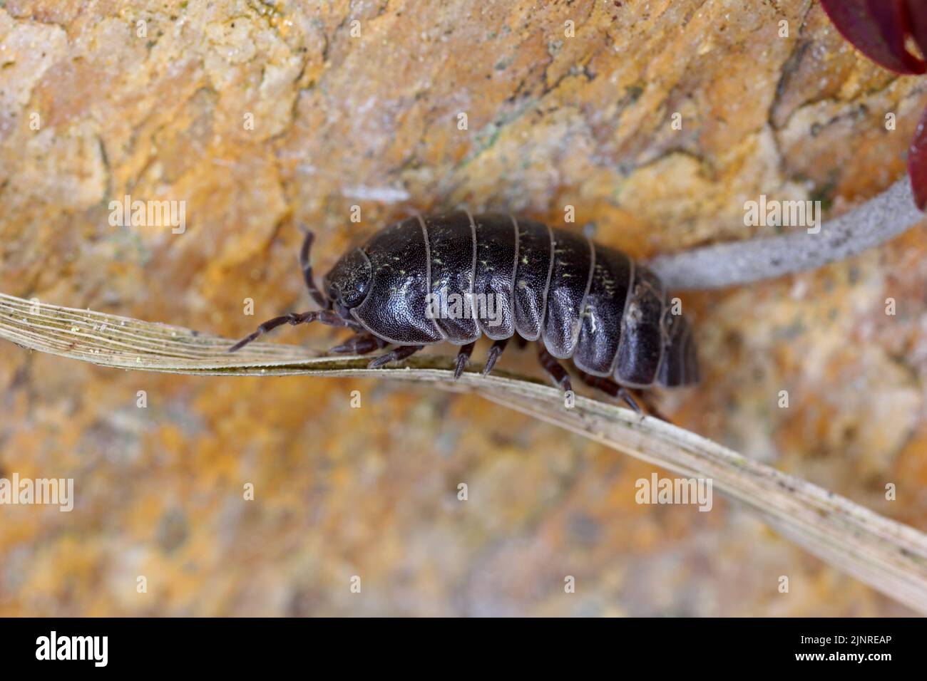 Nahaufnahme einer Woudlouse-Art, Porcellio spinicornis. Stockfoto