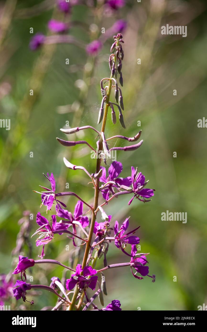 Detaillierte Nahaufnahme der schönen violetten Loosestrife (Lythrum salicaria) Stockfoto