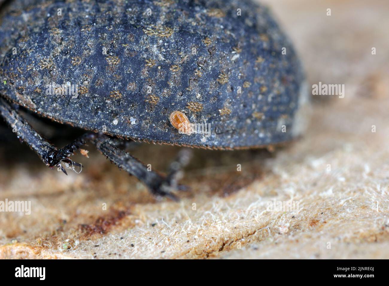 Eine kleine Milbe auf Hide Beetle (Trox sp.) Stockfoto