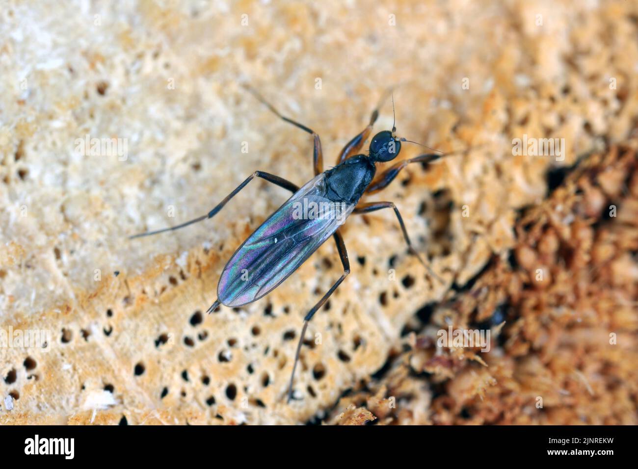 Eine Raubfliege, die auf Holz sitzt. Stockfoto