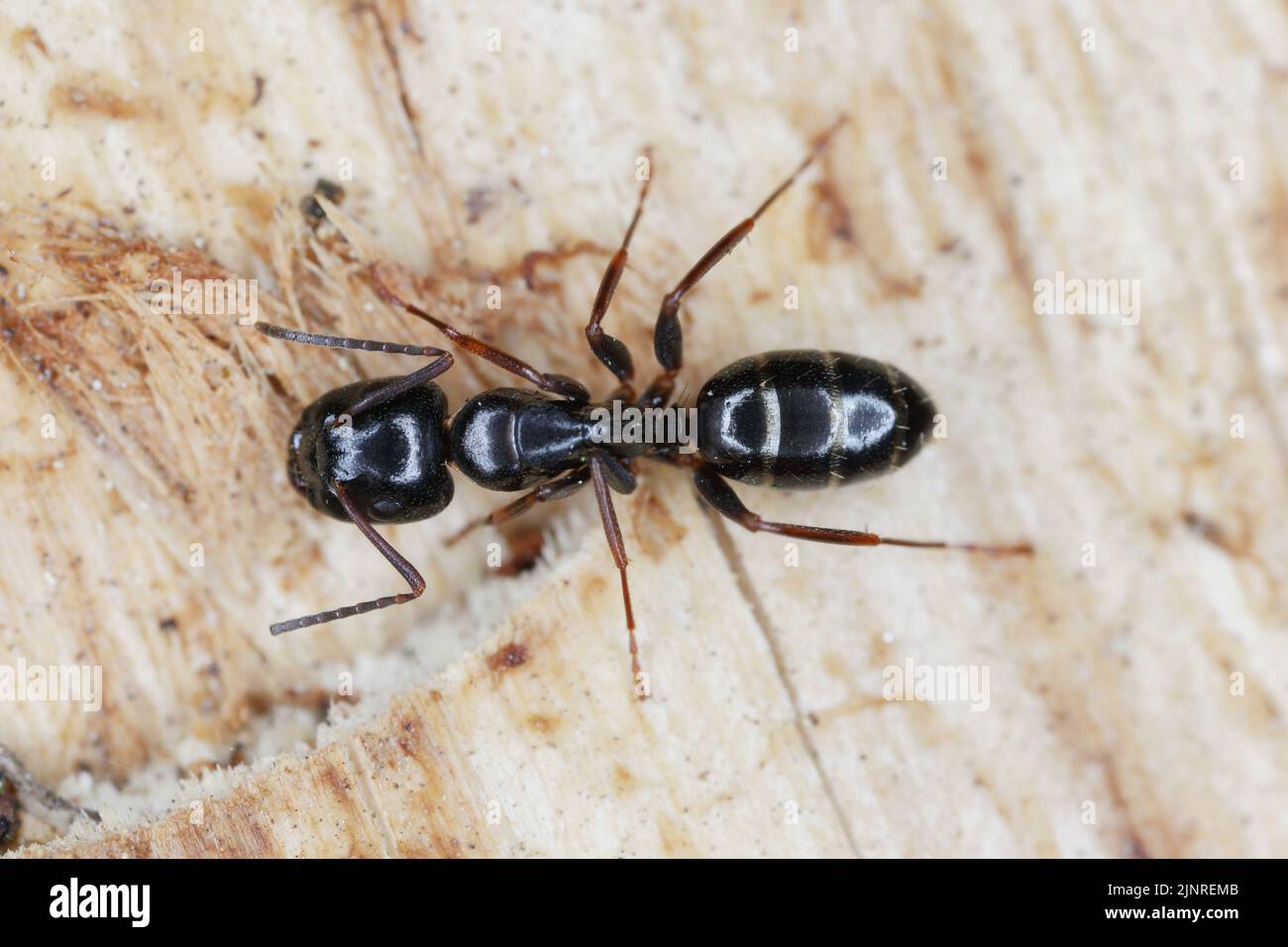Zimmermann und Camponotus auf Holz. Stockfoto