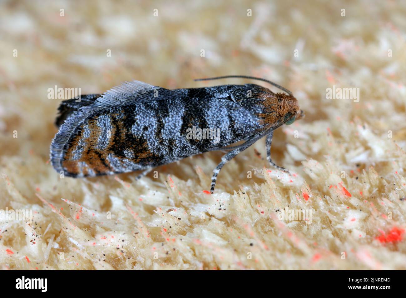 Pine Bud Moth (Pseudococcyx turionella), Raupen sind Schädlinge von Kiefern in Wäldern und Gärten. Stockfoto